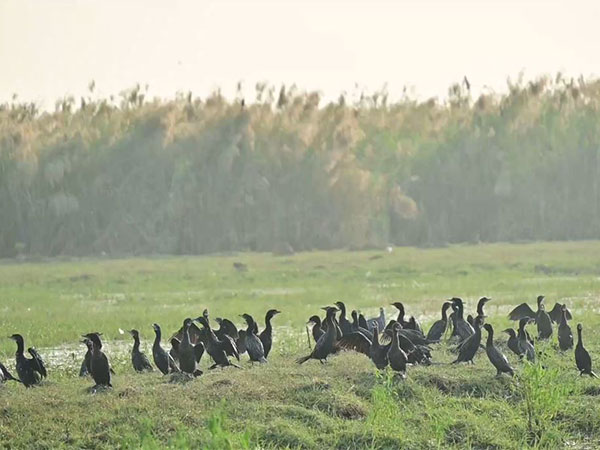 Migratory Marvels: Chilika Lake Welcomes Winter Winged Visitors