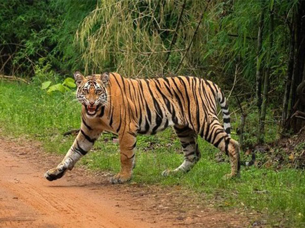 Tiger's Mysterious Demise in Kaziranga Sparks Investigation