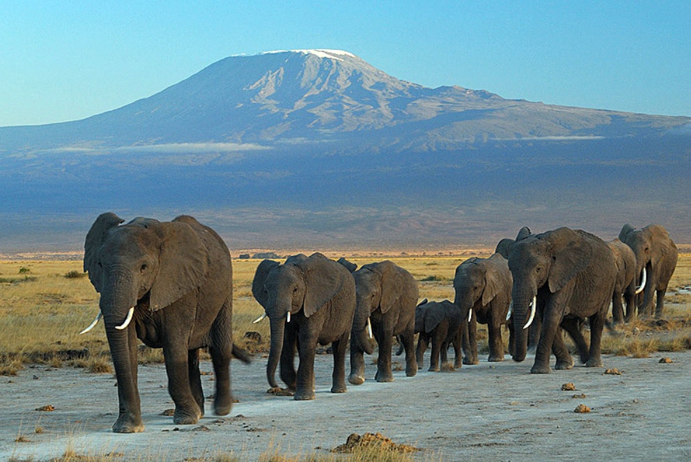 Kenyan wildlife rangers all set to protect iconic species despite rising threats from human