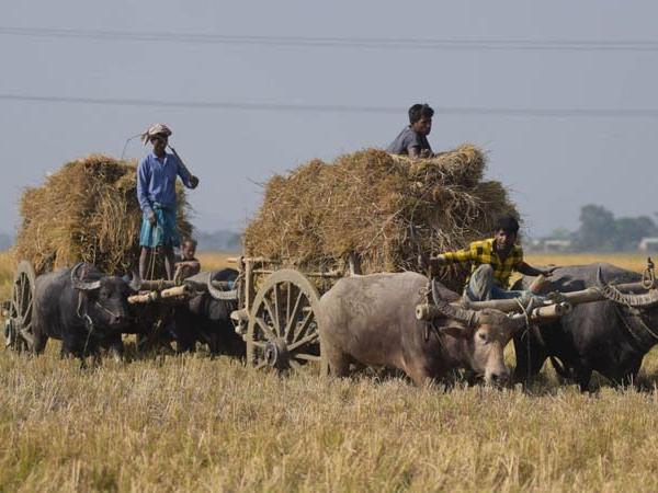 Govt panel suggests Gehlot to waive all loans of farmers who committed suicide