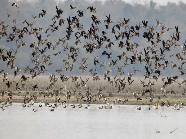 Avian influenza confirmed in 10 states for crows migratory and wild birds