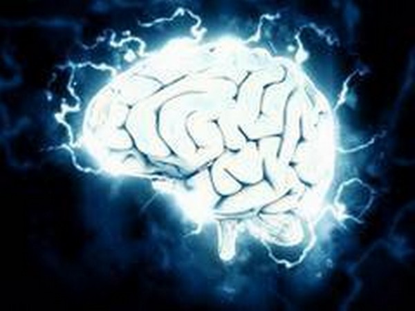 Study reveals how efficient brain circuitry develops spontaneously