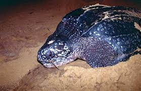 Science News Roundup: Drone thermal imaging captures rare turtle laying eggs in Thailand