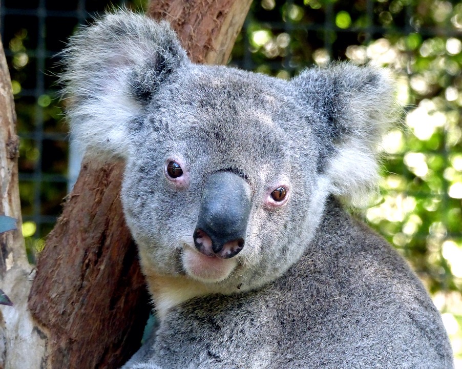 About 3 billion animals harmed in Australian bushfires, WWF says