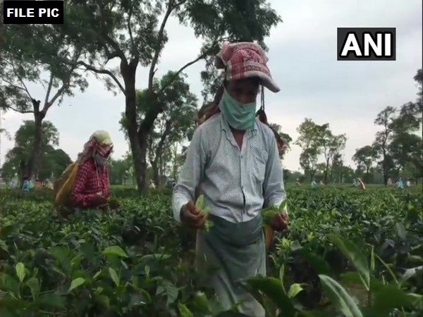 Industry body hails Assam's budgetary provisions for its tea sector
