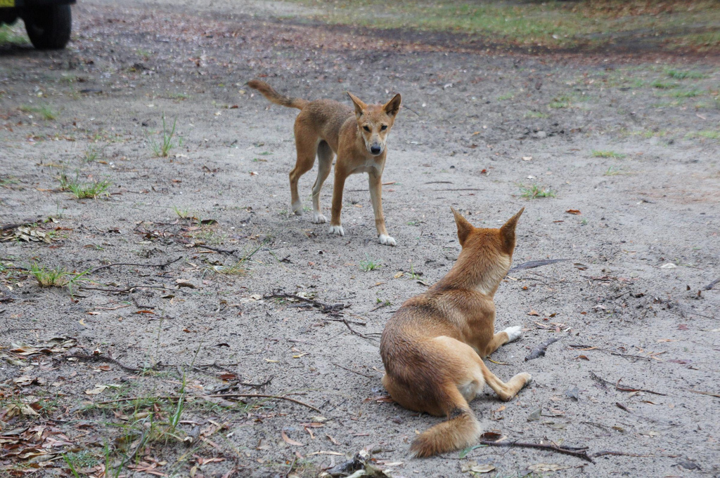 Dingoes Drag Away a Sleeping Toddler