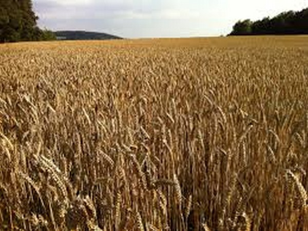 ARI maps alternative dwarfing genes in wheat to reduce crop residue burning