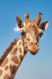 Three-month-old giraffe at San Diego Zoo gets leg braces to correct limb disorder