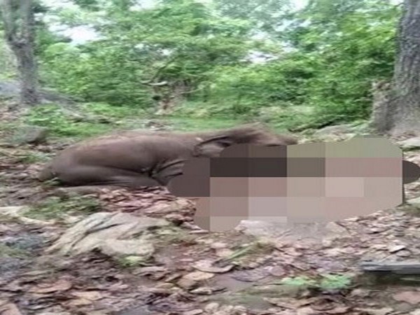 Elephant found dead in Odisha with bullet mark on body, six elephants found dead in Chhatisgarh
