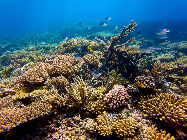 Study shows mangrove and reef restoration delivers positive returns for ...