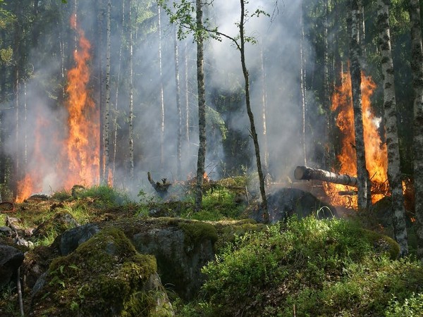 Fire triggered by explosions spreads in Berlin city forest