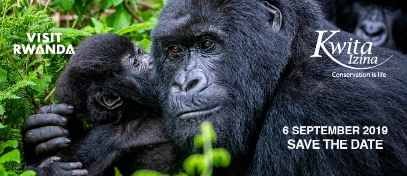 Rare gorillas in Nigeria captured on camera with babies