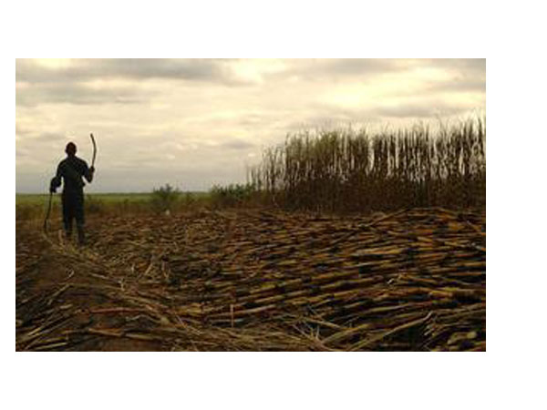 Sugarcane farmers get big relief as Centre ensures timely payment of cane dues: Ministry