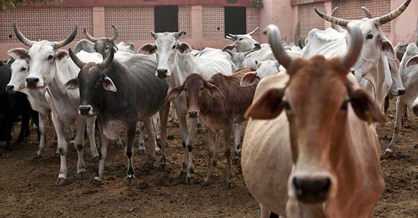 Union Min Ramdas Athawale urges Muslims to join hands in protecting cows