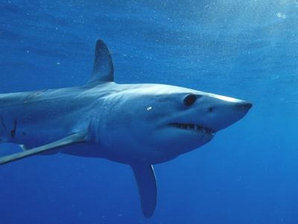 British man has foot bitten off, another hurt in Australian shark attack