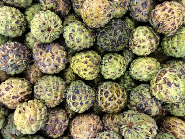 Taiwan to help wax, custard apple growers after China announces import ban