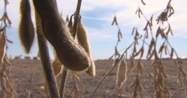 China has ample soybean supplies, huge price fluctuations unlikely