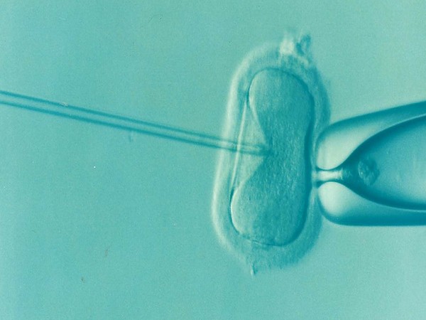 IVF success rates higher at clinics providing more information, says study