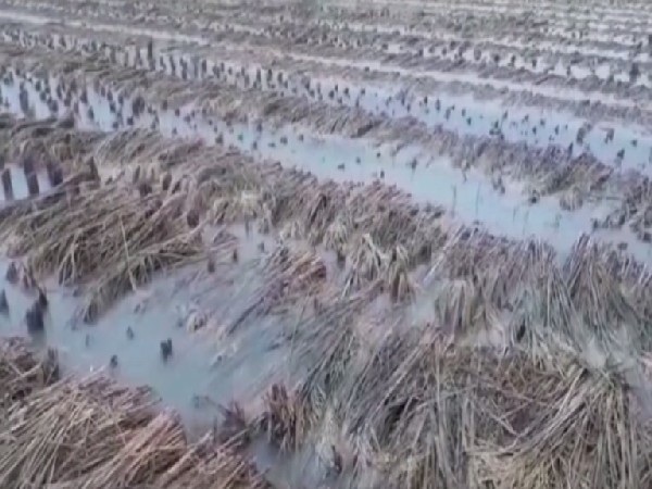 Amid deluge, California farmers flood their fields in order to save them