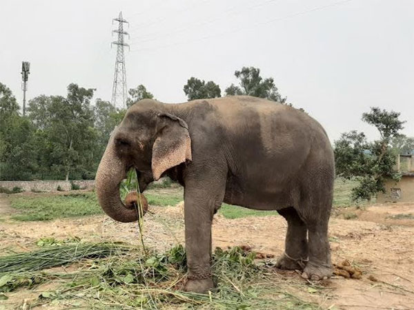 World Animal Protection Advocates Against Captive Elephant Transfer in Delhi