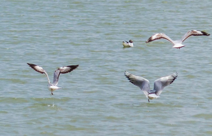 National plan of action for seabirds circulated for public feedback
