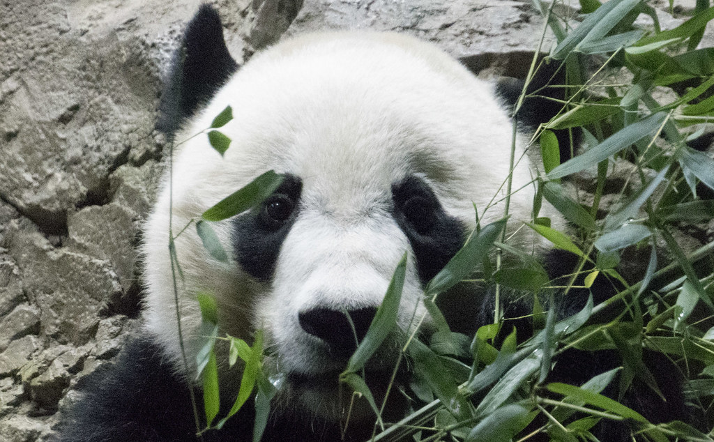 Bei Bei, Washington's eligible bachelor panda, set to move to China