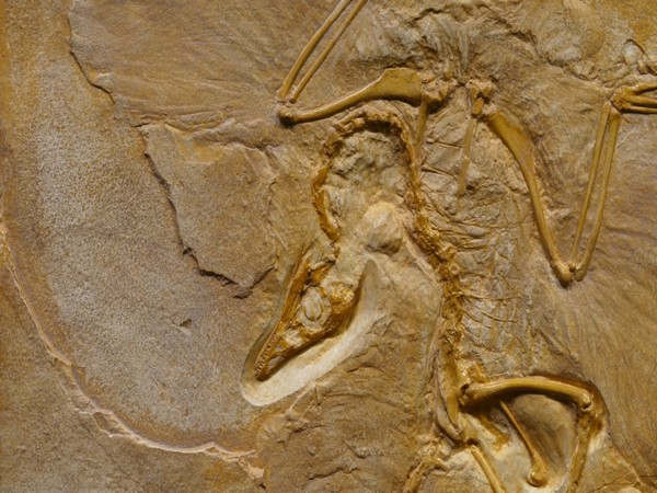 Welsh 'weird wonder' fossils add piece to puzzle of arthropod evolution