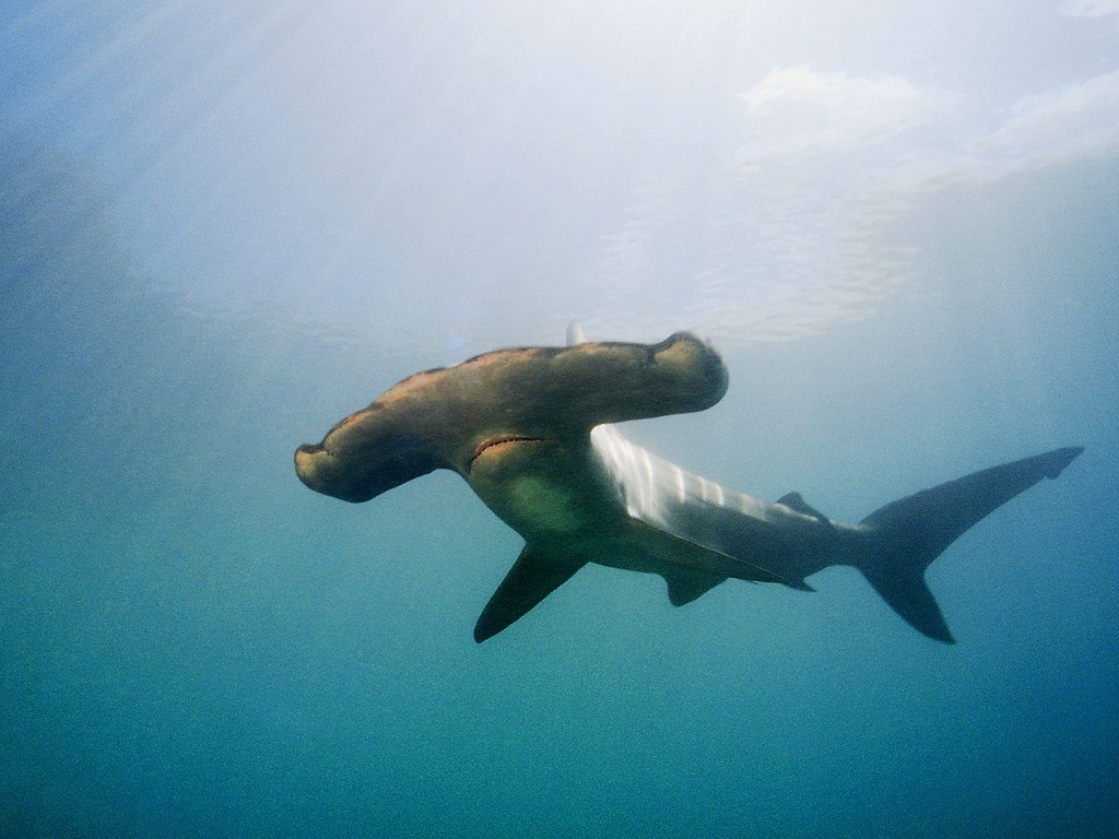 Scientists discover possible hammerhead shark nursery in Ecuador's Galapagos