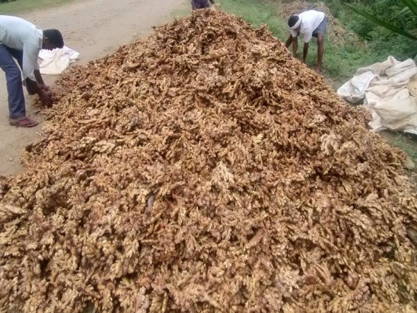 Karnataka farmers face tough times due to sharp fall in ginger prices  