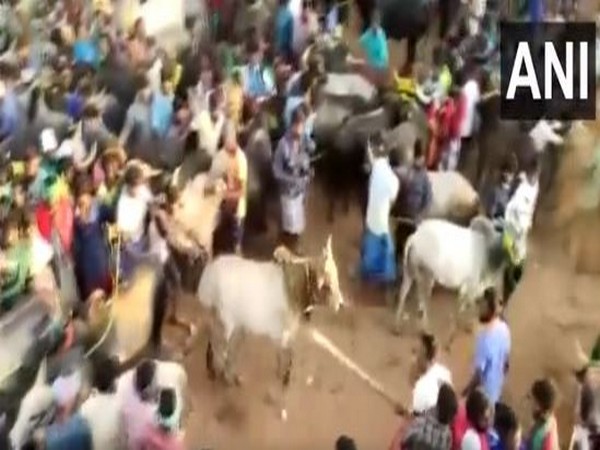 Man arrested for attacking bulls with stick during Jallikattu festival in Madurai