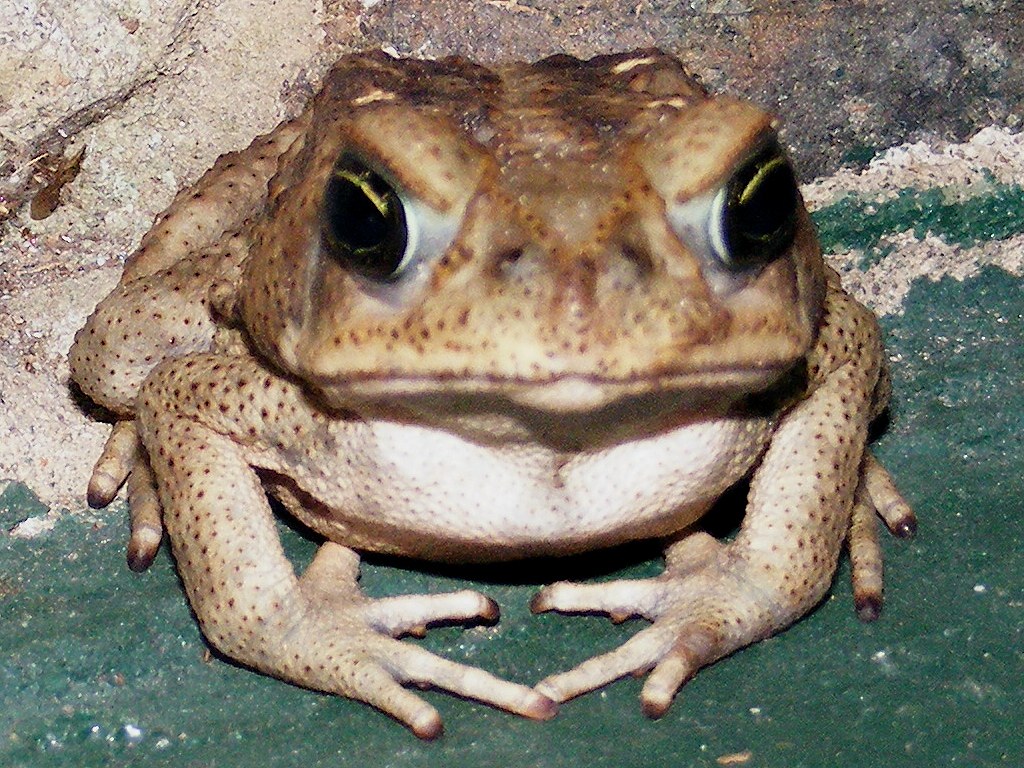 Australian park rangers say 'Toadzilla' could be world's biggest toad