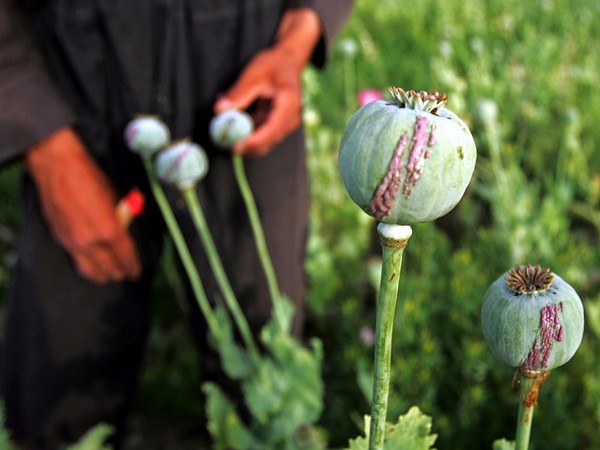 Joint forces destroy 80k opium poppy plants planted in 1.25 acres land in Manipur