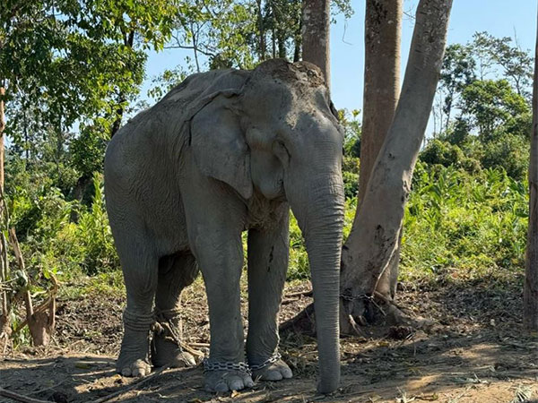 Rescued Elephants Find Sanctuary at Vantara