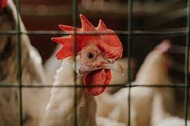 Health News Roundup: Animal health body backs bird flu vaccination to avoid pandemic