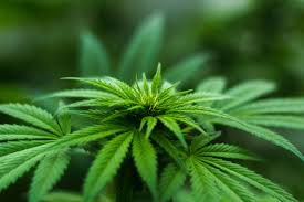 Study to begin to introduce new licenced medicinal cannabis scheme
