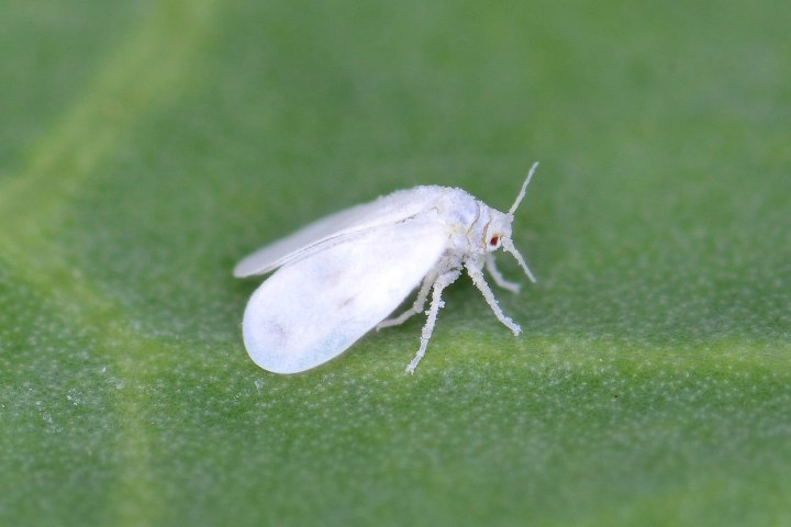 NBRI to start trials of pest-resistant variety to fight against whiteflies