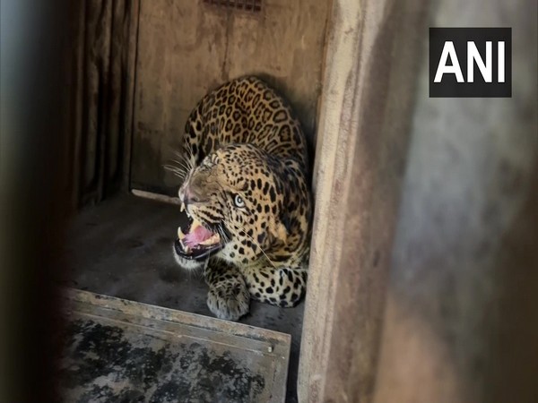 Maha Leopard On The Prowl Captured Near Pune City Science Environment 