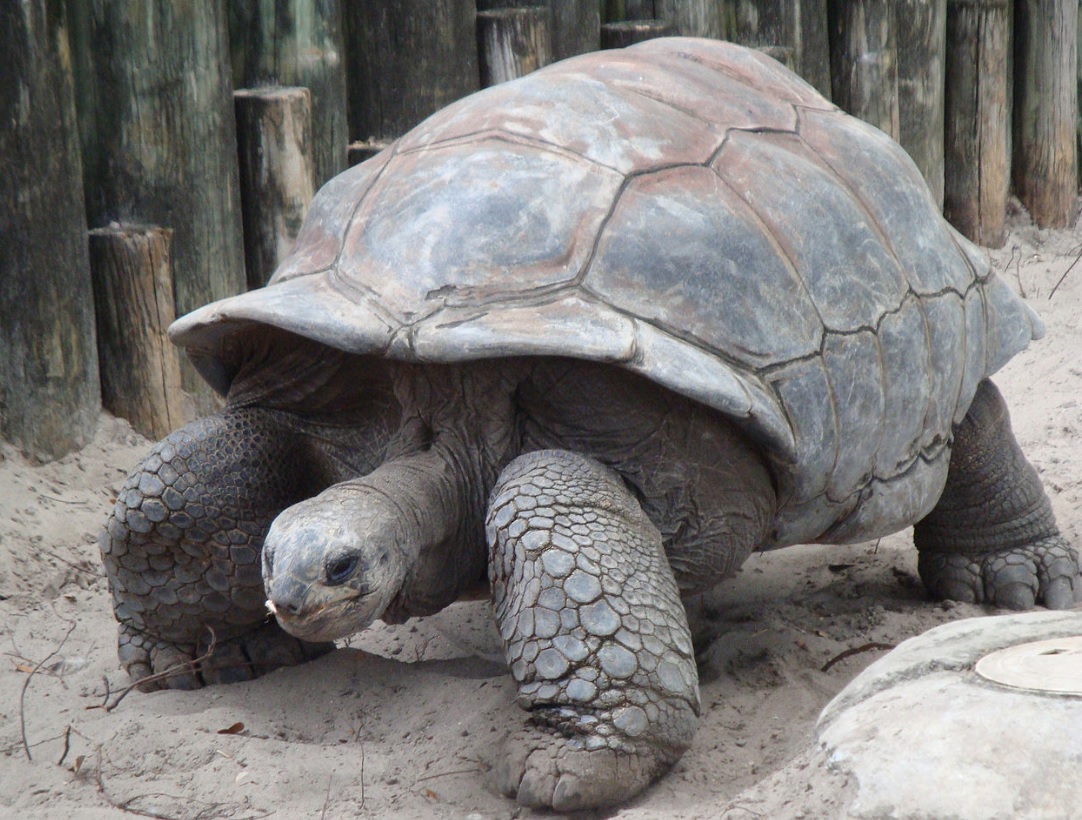 200-pound tortoise is back home after escaping Alabama pen