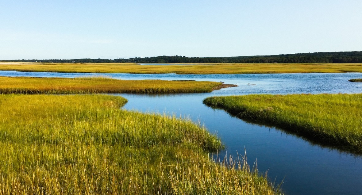 Largest marine oil spill affecting salt marshes in Gulf nations