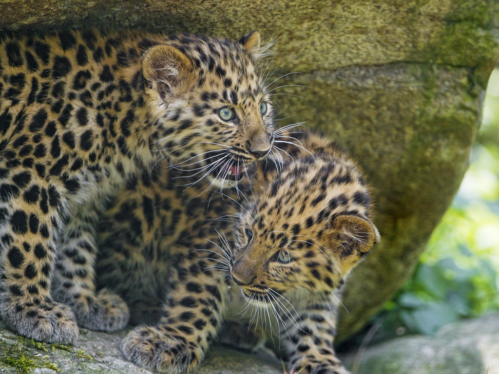 Three leopard cubs reunited with mother