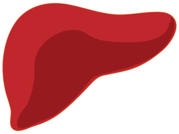 Researchers find promising drug treatment targets for alcohol-related liver disease
