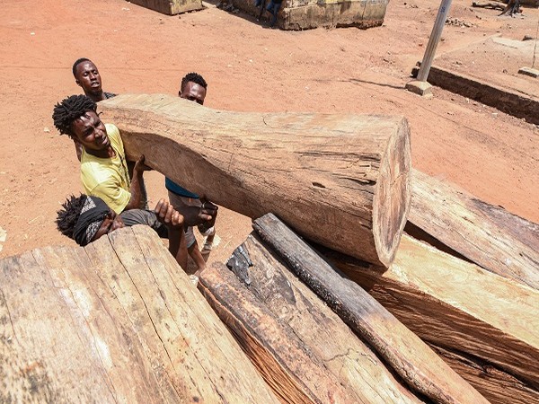 China's illegal rosewood trade with Mali under probe