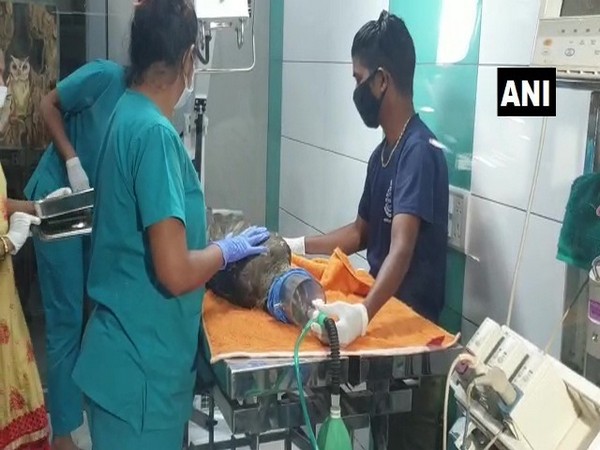 Injured peahen rescued from Mumbai's Raj Bhavan