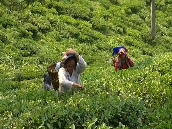 North India's tea industry faces major crisis with production down 60 mn kilos amid extreme weather