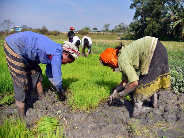 India Sees Significant Rise in Kharif Season Crop Area