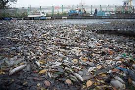 Millions of dead fish wash up amid heat wave in Australia