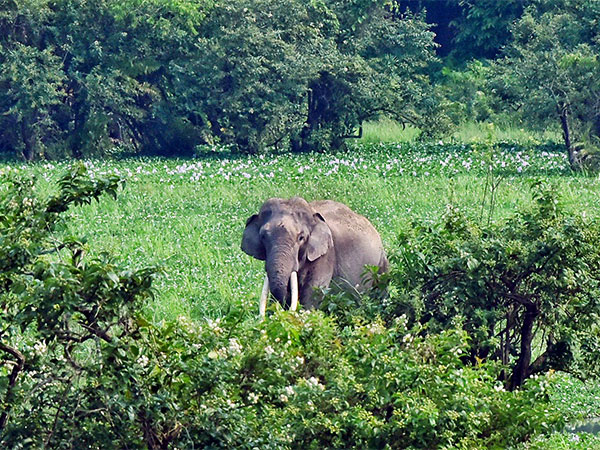 Aaranyak Collaborates with BSF to Safeguard Elephants on Indo-Bangla Border