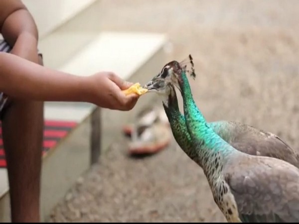 Two peahens raised by a turkey are now the best friends of Class 10 boy in Kerala's Kannur 