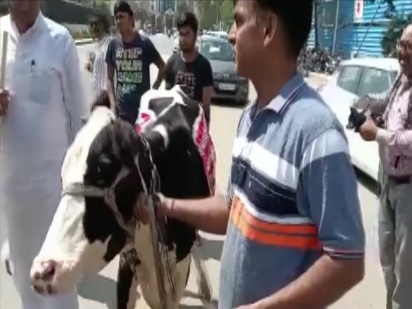 Rajasthan BJP MLA gets cow to assembly, bovine runs away within minutes