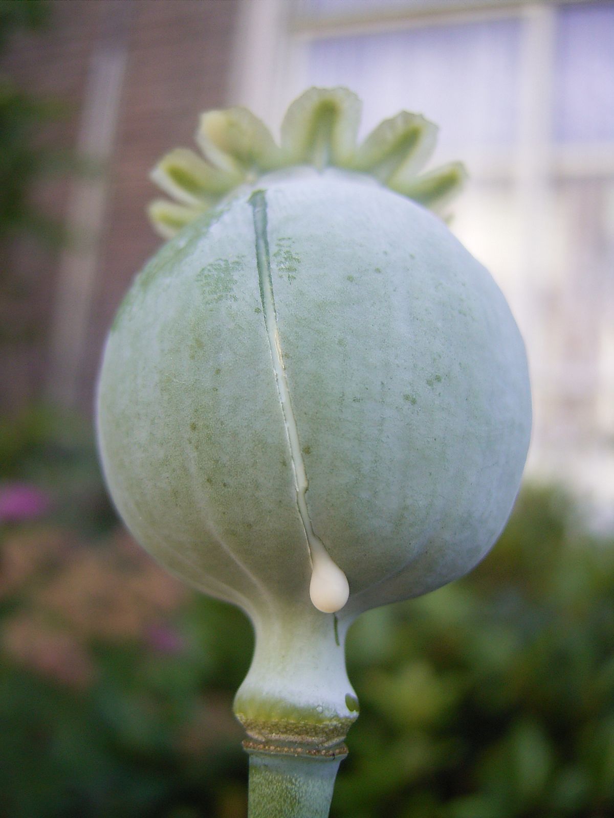 Opium dating back to 14th century BC found in ancient grave site in Israel 